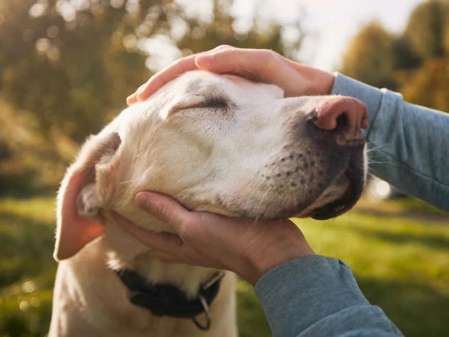 Pure Nature in Every Bite